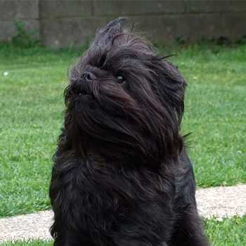 Afftenpinscher