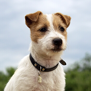 Jack russel terrier