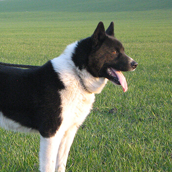 Karelsk bjørnehund
