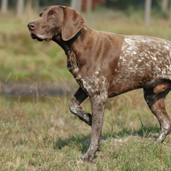 Korthåret hønsehund