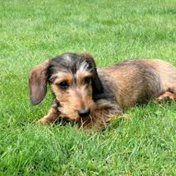 Korthåret miniature gravhund