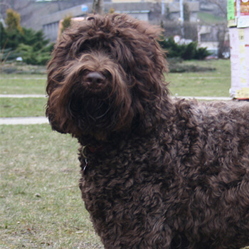 Barbet