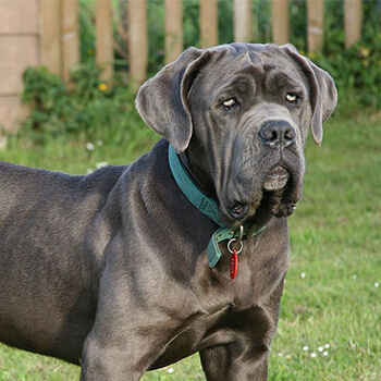 Mastino napoletano