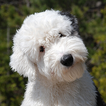 Old english sheepdog