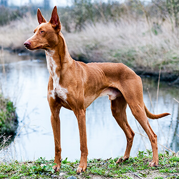 Pharaoh hound