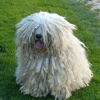 Puli