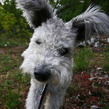 Pumi