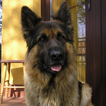Schæferhund, langstockhåret m. underuld