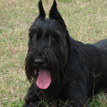 Schnauzer, sort