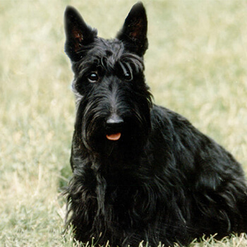 Skotsk terrier