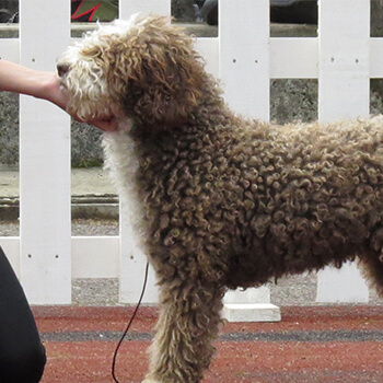 Spansk vandhund