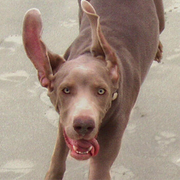 Weimaraner, korthåret