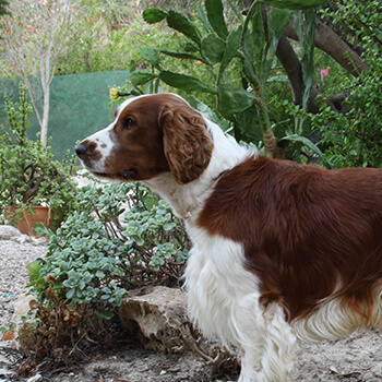 Welsh springer spaniel