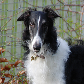 Borzoi