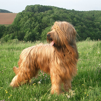 Briard