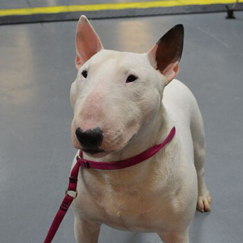 Bull terrier