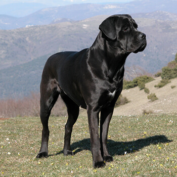 Cane corso Italiano