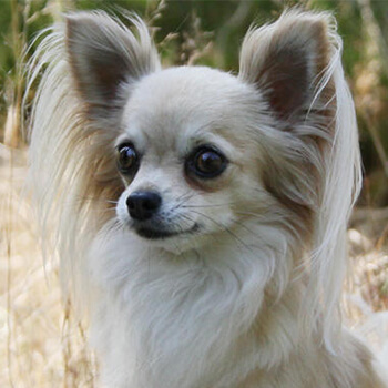 Chihuahua, langhåret