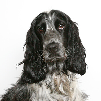 Engelsk cocker spaniel