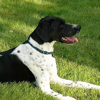 Engelsk pointer