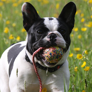 Fransk bulldog