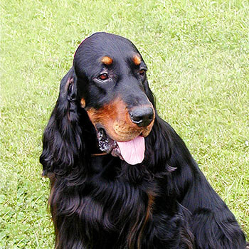 Gordon setter