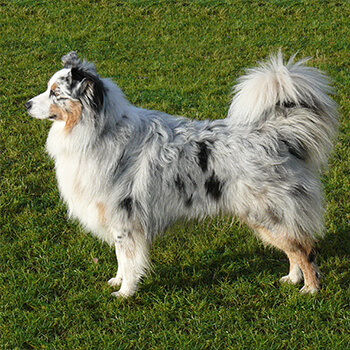 Australian shepherd