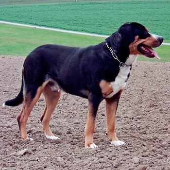 Grosser schweizer sennenhund