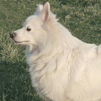 Gross-spitz